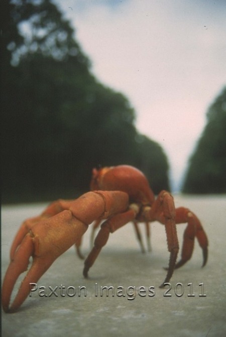Red Crab, Christmas Island